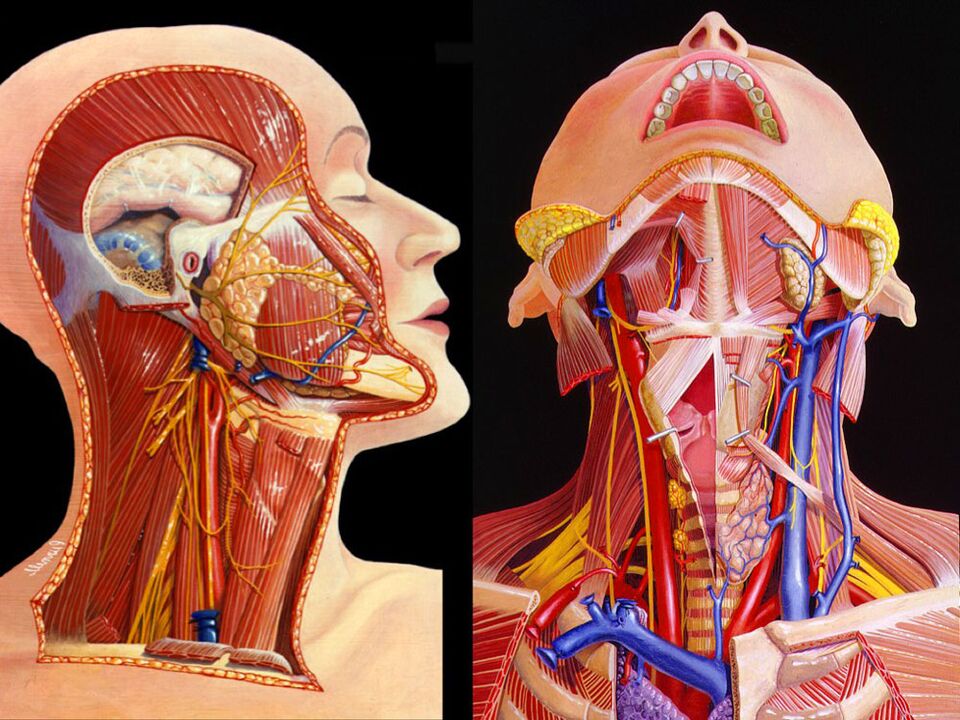 Hals Anatomie